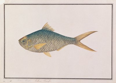 Alose, de dessins de poissons de Malacca, c.1805-18 - Chinese School